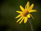 Arnica montana, ottima traumi contusioni