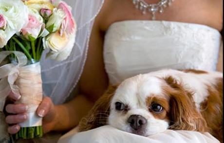 ARRIVA LA WEDDING DOG SITTER!