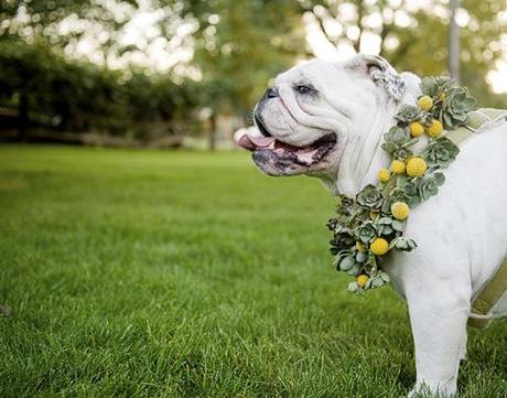 ARRIVA LA WEDDING DOG SITTER!