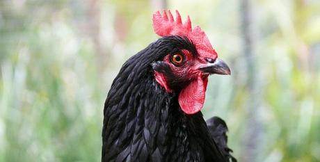 gallina nera