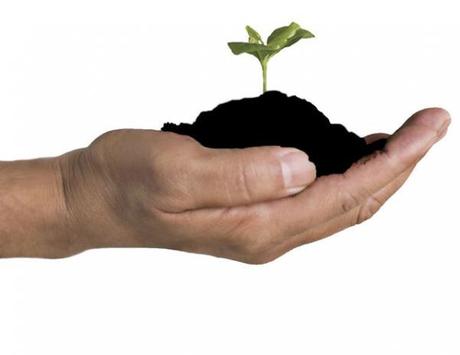 Concime per piante, naturale ed economico