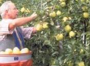 contadino, mestiere d’estinzione