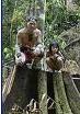 governo Sarawak beffe diritti indigeni