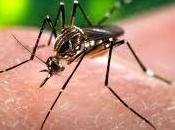 Dengue: Mombaça raggiunto limiti preoccupanti