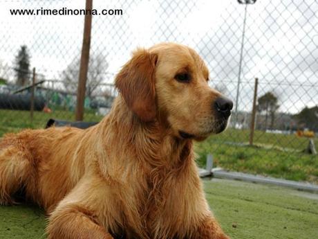 Rimedi della Nonna in Pillole: pulire il pelo dei cani