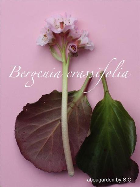 bergenia d’antan