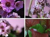 bergenia d’antan