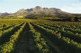I vini del Sud Africa avanzano