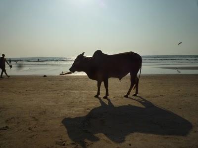 Arambol - Mumbai