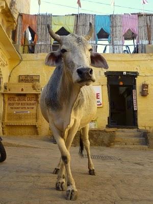 Jodhpur