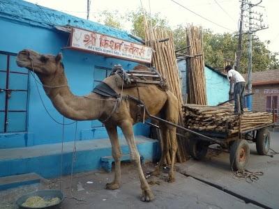 Jodhpur