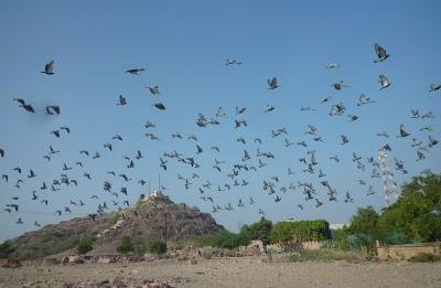 Jodhpur