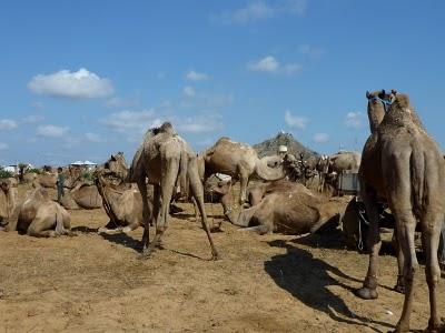 Pushkar