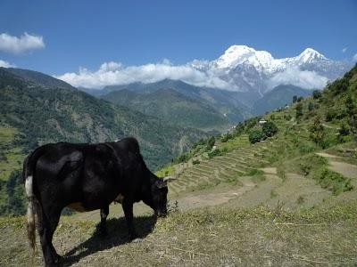 Annapurna - Himalaya