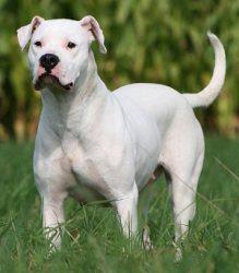 dogo_argentino