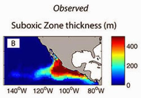 La distribuzione della zona anossica nell'oceano Pacifico