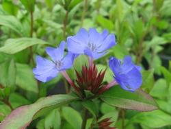 particolare del fiore