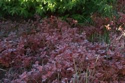 le foglie di Ceratostigma plumbaginoides in autunno
