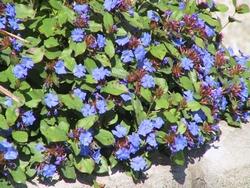 Ceratostigma plumbaginoides in piena fioritura