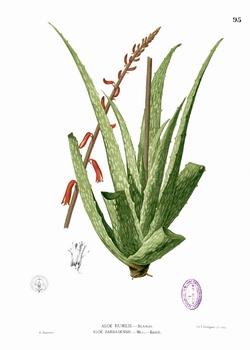Struttura dell’Aloe.