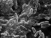 Scoperto peptide distrugge biofilm batteri
