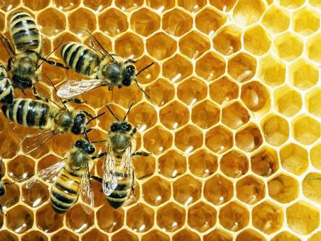 I neonicotenoidi danneggiano la salute delle api