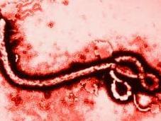 Comunicato stampa medici senza forntiere ebola