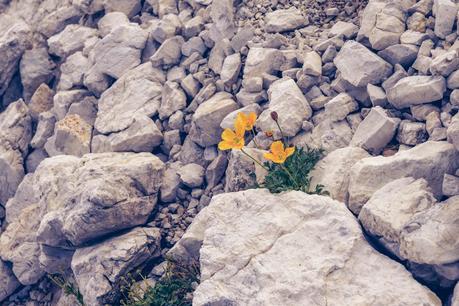 RIFUGIO ROSETTA  [ PICCOLE GUIDE IN FOTOGRAFIE ®]