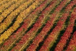 Vigneti di Lambrusco in Emilia