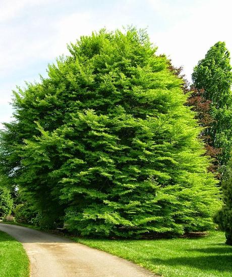 Beech o fiore di faggio, il fiore di Bach per critici e intolleranti