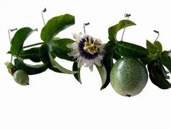 Il fiore e il frutto della Passiflora, simbolo di fedelta.