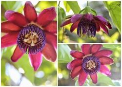 Le molteplici varietà del fiore della passione.