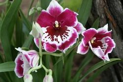 Orchidea miltonia