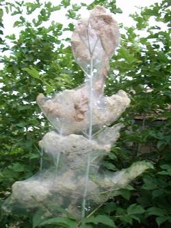 Infestazione bruco americano.