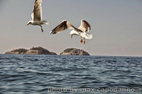 TORDIGLIANO : Macchia Mediterranea .....ringrazia .....