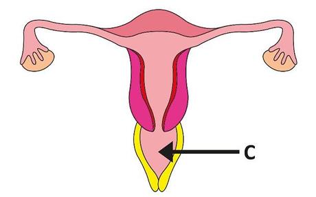 Uno studio inglese riporta che le donne non sanno dov’è la vagina