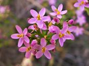 Centaury, fiore Bach benevolenza