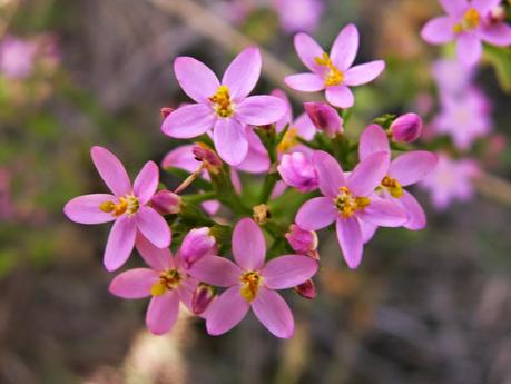 Centaury, il fiore di Bach per la benevolenza