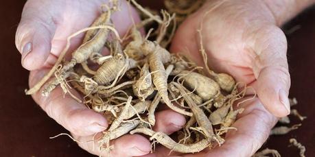 proprietà benefiche del ginseng