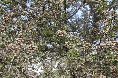 Un esemplare di pyrus amygdaliformis rinvenuto nella campagna di Gallipoli (Lecce)