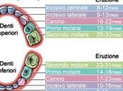 Schema della dentizione