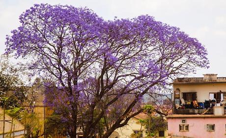 Mozambico 3: A Maputo