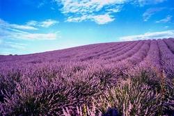 Lavanda