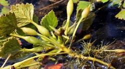 Fogliame e apparato radicale della castagna d’acqua