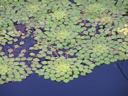 Fogliame castagna d’acqua