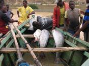 Abusi delle forze dell'ordine Angola danni pescatori/Arresti immotivati confronti prova difenderli
