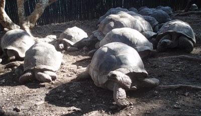 Viaggio nella capitale di Zanzibar, Stone Town