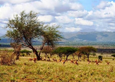 Parco Nazionale Dello Tsavo