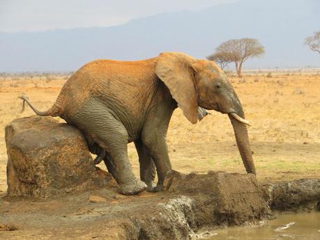 Parco Nazionale Dello Tsavo