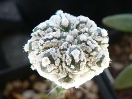 Questo è un ibrido di cultivar astrophytum, forse un superkabuto.